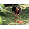 Viva Padded Red Nylon Collar S7 24"