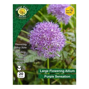 West Cork Allium Purple Sensation 20 Bulbs