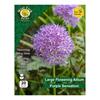 West Cork Allium Purple Sensation 20 Bulbs