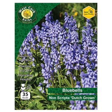 West Cork Bluebells Non Scripta 35 Bulbs Dutch