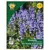West Cork Bluebells Non Scripta 35 Bulbs Dutch