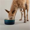 Scruffs Ombre Food Bowl Blue 19cm