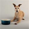 Scruffs Ombre Food Bowl Blue 19cm