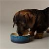Scruffs Ombre Food Bowl Blue 13cm