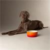 Scruffs Ombre Food Bowl Orange 19cm