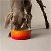 Scruffs Ombre Food Bowl Orange 19cm