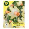 West Cork Dwarf Daffodil Carice 8 Bulbs