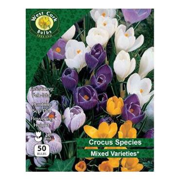 West Cork Crocus Species Mixed 50 Bulbs