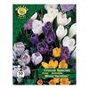 West Cork Crocus Species Mixed 50 Bulbs