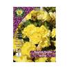 West Cork Begonia Double Yellow Bulbs