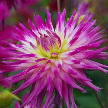 West Cork Dahlia Cactus Electric Light