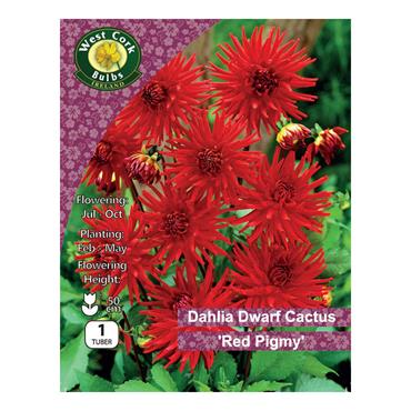 West Cork Dahlia Dwarf Cactus Red Pigmy 1 Tuber
