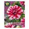 West Cork Dahlia Decorative Jamacia 1 Tuber