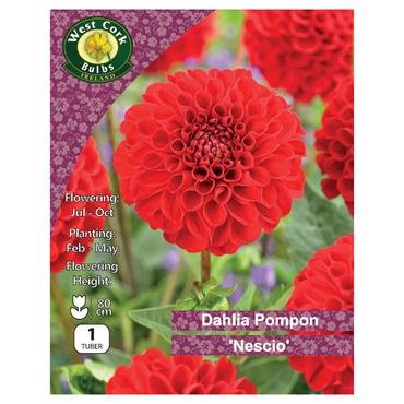 West Cork Dahlia Pompon Nescio