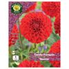 West Cork Dahlia Pompon Nescio