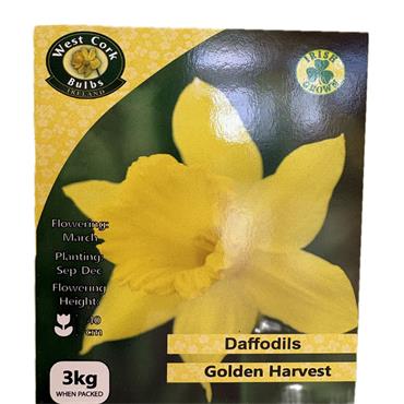 West Cork Golden Harvest Daffodil 3kg Bag