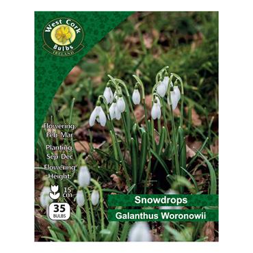 West Cork Galanthus Woronowii Snowdrop 35 Bulbs