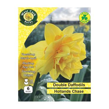 West Cork Daffodil Hollands Chase 6 Bulbs