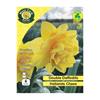 West Cork Daffodil Hollands Chase 6 Bulbs