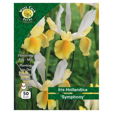 West Cork Iris Hollandica Symphony 50 Bulbs
