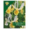West Cork Iris Hollandica Symphony 50 Bulbs