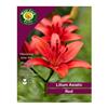 West Cork Lilium Asiatic Red 3 Bulbs