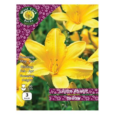 West Cork Lilium Asiatic Yellow