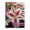West Cork Lilium Oriental Hachi 2 Bulbs
