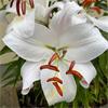 West Cork Lilium Oriental Snowy Mountain