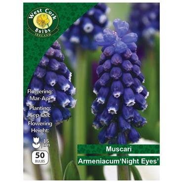 West Cork Muscari Arm Night Eyes 50 Bulbs