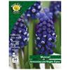 West Cork Muscari Arm Night Eyes 50 Bulbs