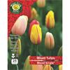 Tulips Single Mixed Varities 25 Bulb