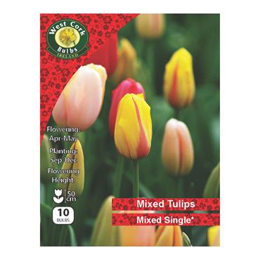 West Cork Tulip Single Mixed 10 Bulbs Pack