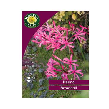 West Cork Nerine Bowdenii Pink 3 Bulbs