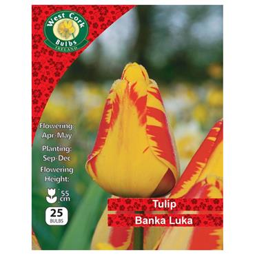 West Cork Tulip Single Banka Luka 25 Bulbs