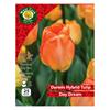 West Cork Darwin Hybrid Tulip Day Dream 25 Bulb