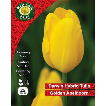 West Cork Tulip Golden Apeldoorn 25 Bulb