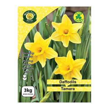 West Cork Daffodil Tamara 3kg Net