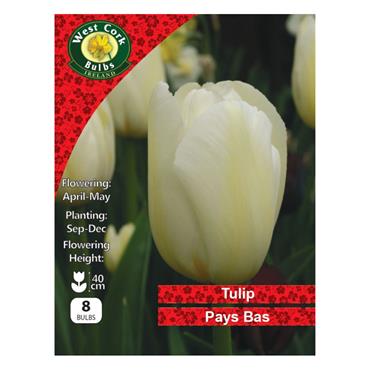 West Cork Tulip Triumph Pays Bas 8 Bulb