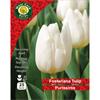 West Cork Fosteriana Tulip Purissima 25 Bulb
