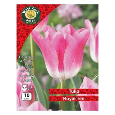 West Cork Tulip Triumph Royal Ten 8 Bulbs