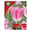 West Cork Tulip Triumph Royal Ten 8 Bulbs