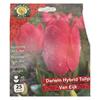 West Cork Darwin Hybrid Tulip Van Eijk 25 Bulb