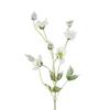 Snowstorm Hellebore Stem 76cm