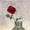 Luxury Bella Rose 66cm