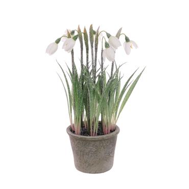 Frosted Snowdrops In Pot