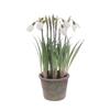 Frosted Snowdrops In Pot