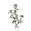 Iced Holly Spray 81cm