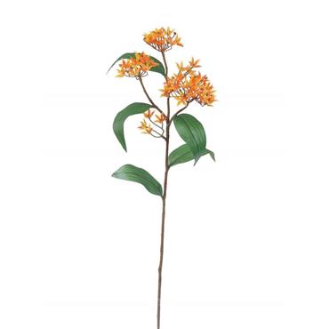 Butterfly Weed 62.5cm