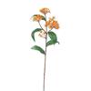 Butterfly Weed 62.5cm